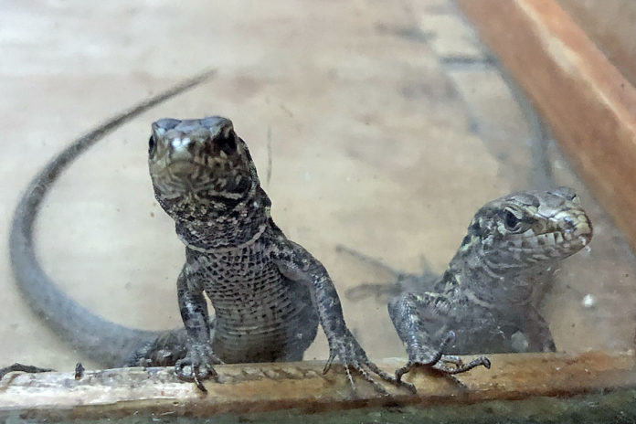 Nuevas crías de lagarto gigante de El Hierro