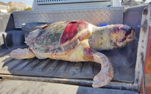El cuerpo sin vida de la tortuga boba (Caretta caretta). Cedida. NOTICIAS 8 ISLAS.