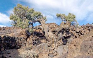 El ‘Patriarca’, un cedro canario del Parque Nacional del Teide que tiene más de 1.100 años. Cedida. NOTICIAS 8 ISLAS.
