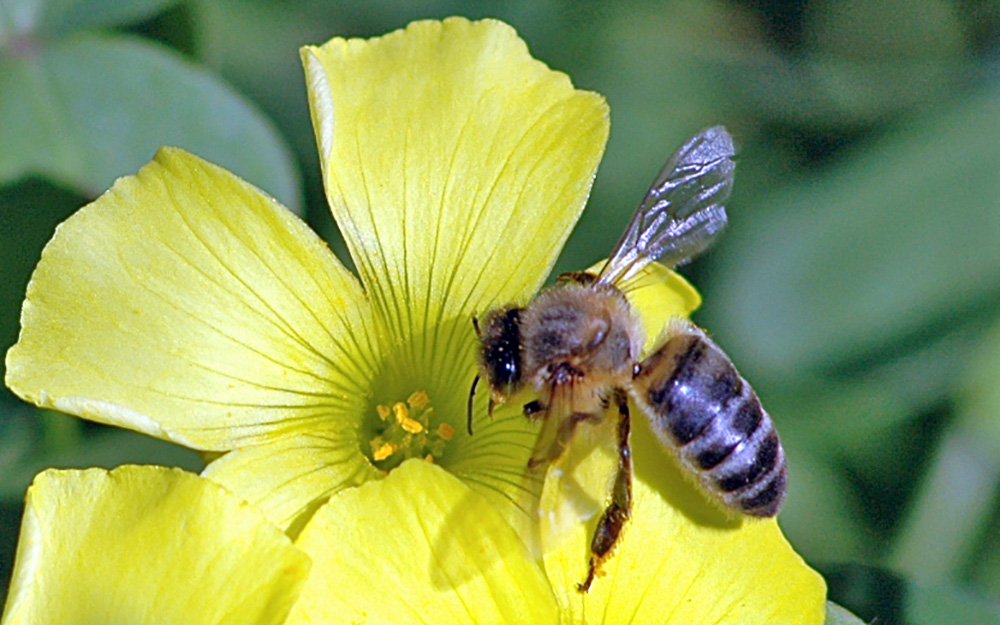 El PP promueve en el Cabildo que se garantice la protección de la abeja negra canaria