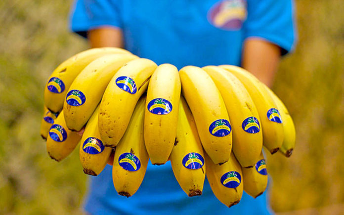 Plátano de Canarias. Cedida. NOTICIAS 8 ISLAS.