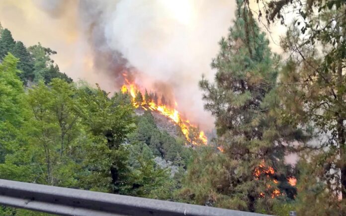 Pasado incendio forestal en Gran Canaria, año 2019. Cedida. NOTICIAS 8 ISLAS.
