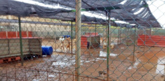 Estado en el que quedaron las instalaciones del Centro de Protección Animal de Tierra Blanca tras las lluvias./ Cedida.