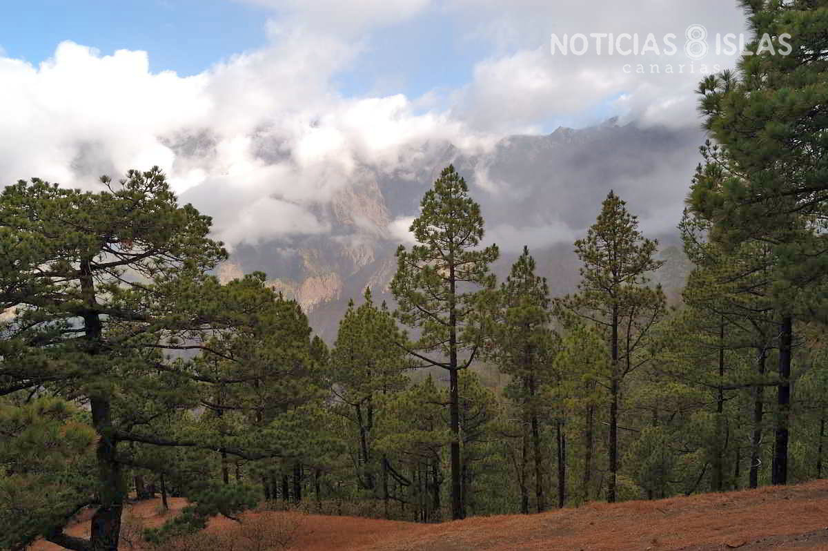 El pino canario y los lagartos, las especies más afectadas por la erupción del volcán en La Palma