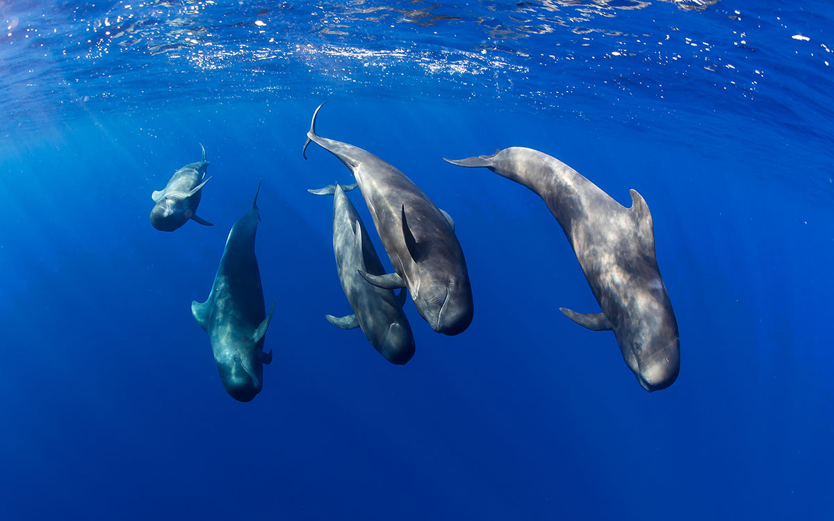 CC critica que el Gobierno rechace los fondos para la investigación y protección de los cetáceos en Fonsalía