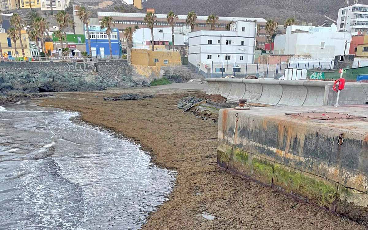 Detectan en Canarias la llegada del alga invasora que está haciendo estragos en las costas del Estrecho