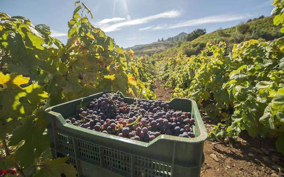 AVIBO muestra su disconformidad con el reparto del POSEI 2023 para el sector vitivinícola canario