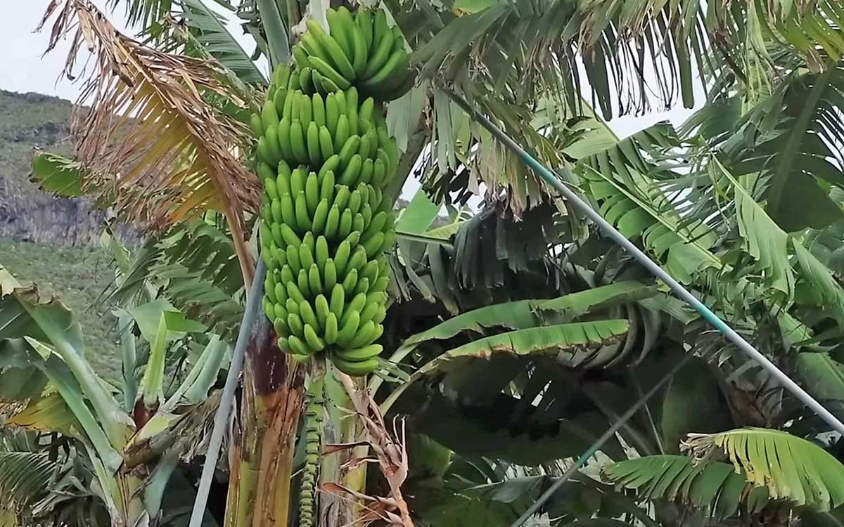 Agricultores de La Palma proponen enviar a Turquía y Siria los millones de kilos de plátanos destinados a la pica