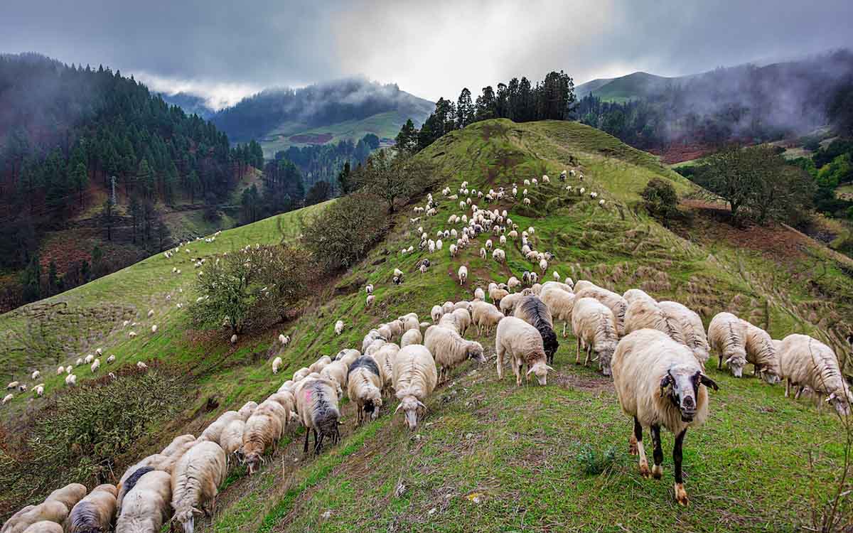 El pastoreo y la trashumancia canaria ya forma parte de los Itinerarios Culturales Europeos
