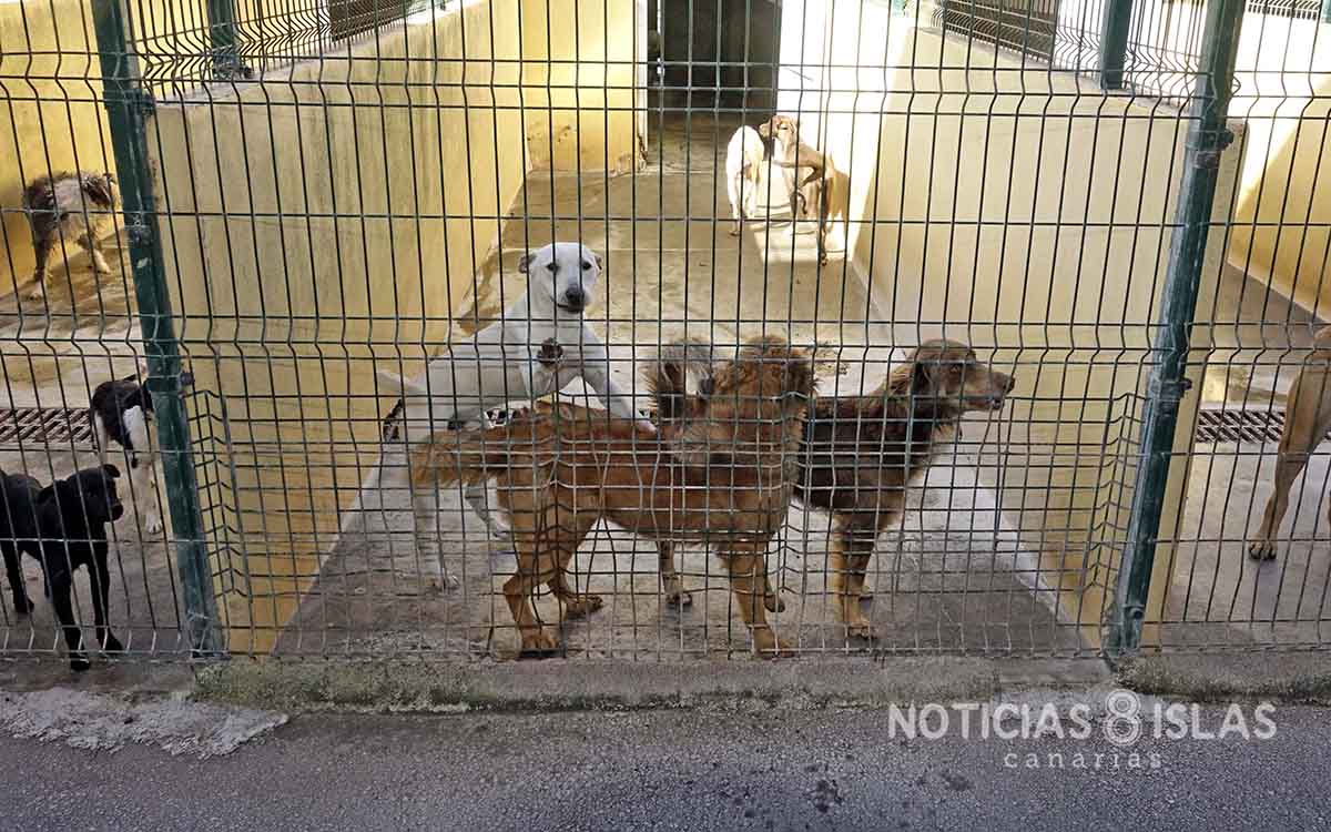 Santa Cruz | Bienestar Animal pide una reunión urgente al Cabildo para que se implique con Valle Colino