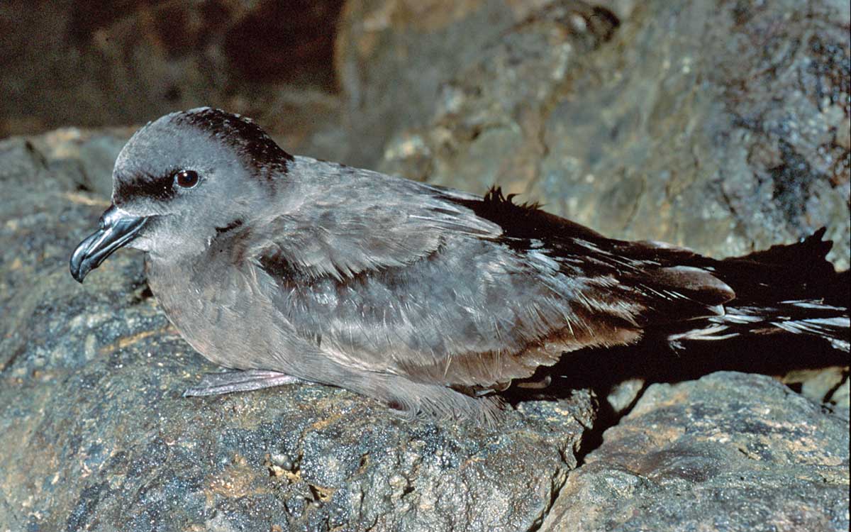 Reclaman medidas para evitar los deslumbramientos de aves marinas en el puerto de Vueltas en Valle Gran Rey