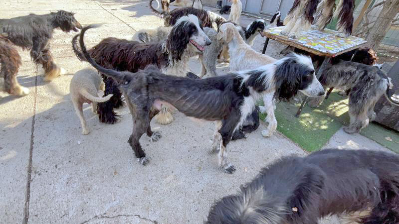 La Policía Canaria interviene un criadero ilegal en Tenerife y rescata a 54 perros y 11 gatos