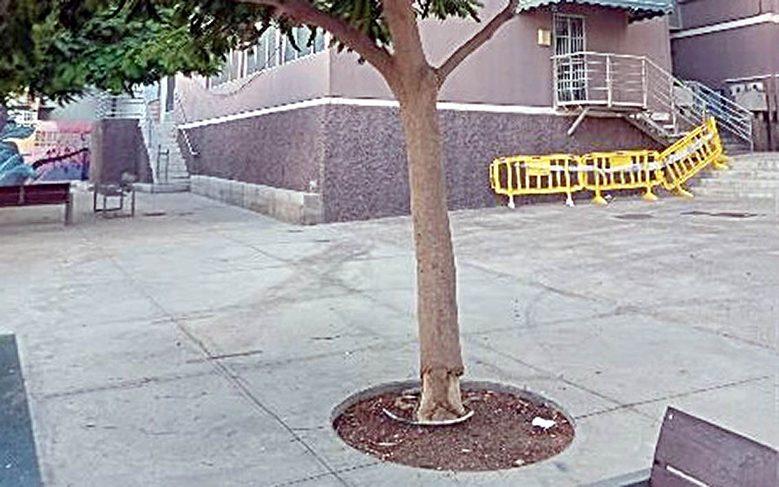 Santa Cruz | El Ayuntamiento tala dos árboles dañados por las continuas micciones de los perros