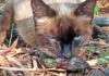 Gato doméstico depredando a un lagarto endémico de Tenerife. | Foto: Ingrid Rivero.