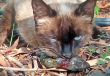 Gato doméstico depredando a un lagarto endémico de Tenerife. | Foto: Ingrid Rivero.