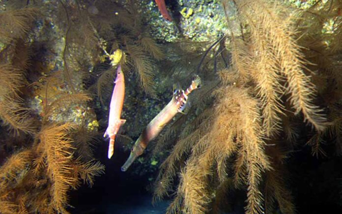 Corales negros y pejetrompeta.| J.Falcon.