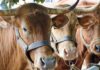 Feria de ganado de Agüimes. | Ayuntamiento de Agüimes.