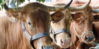 Feria de ganado de Agüimes. | Ayuntamiento de Agüimes.